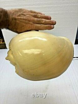 Lampe Shell 10 Fig Polie Shade Shell Antique Aladdin Bankers Base De Lampe De Bureau